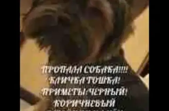 Пропала собака в посёлке Сосновый Бор, Островцы, Московская область