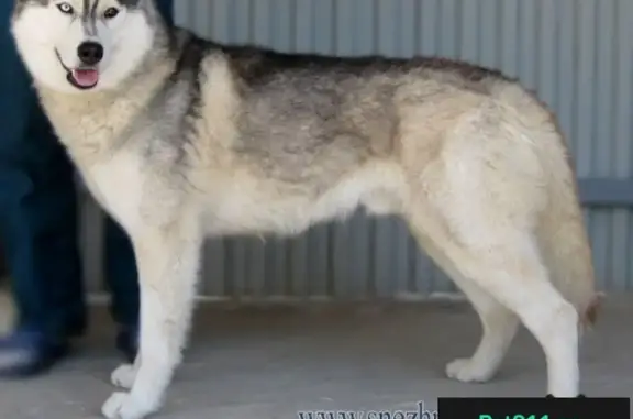 Пропала собака породы Хаски в Тюменском д. Коняшина