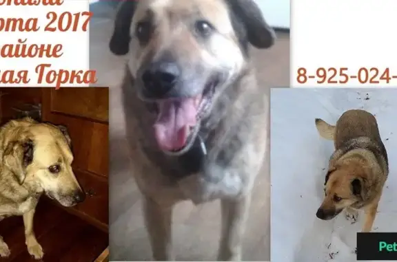 Пропала собака в Подольске на Красной Горке
