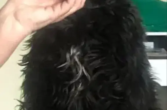 Пропала собака в Иркутске 2 на остановке Переезд