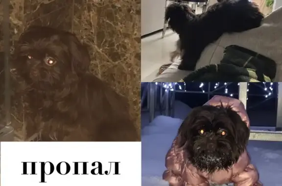 Пропала собака в Одинцовском районе, нужна помощь!
