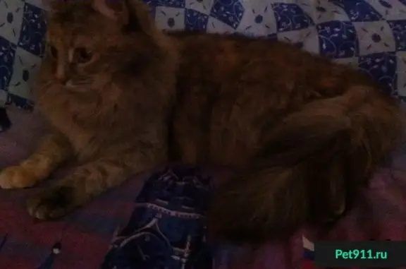 Найдена сомалийская кошка на ул. Таврическая в Волгограде