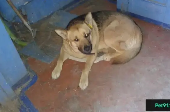 Найдена толстенькая собачка в Калининграде