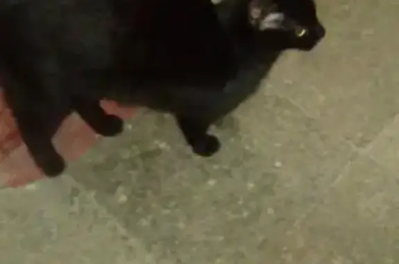 Найдена кошка в Москве на 6-м Новоподмосковном переулке