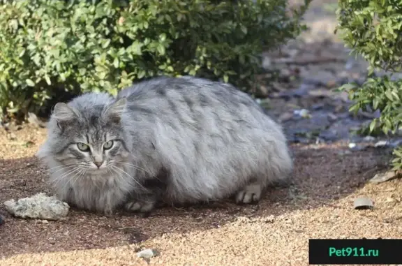 Потерян домашний котик в Ботаническом саду Симферополя