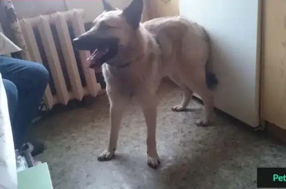 Пропала собака Яша в Кастораме