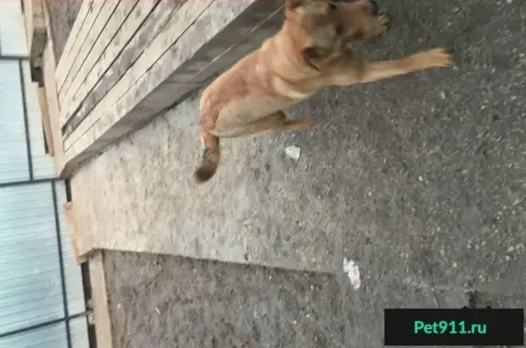 Пропала собака в Ленинском районе СПб