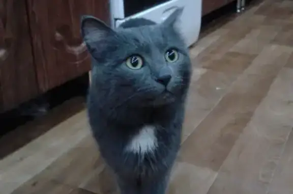 Найден домашний кот в Кемерово, ул. Школьная