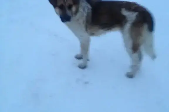 Найдена собака в деревне Трошково, Раменский район