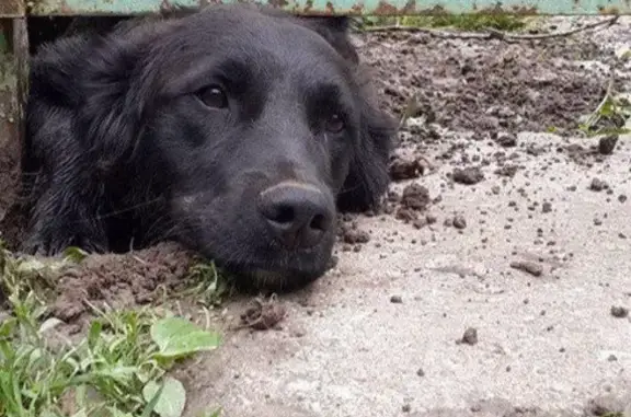 Пропала собака в Видновском лесопарке!