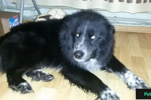 Найдена черная собака в селе Сновицы, Владимирская область