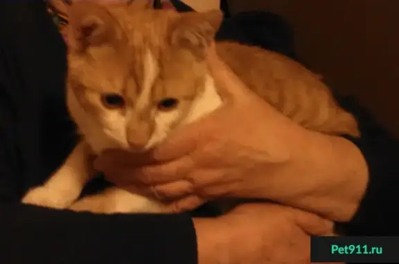 Найден домашний котенок в Волжском