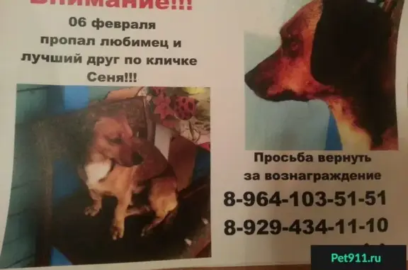 Пропала собака в Братске
