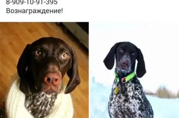 Пропала собака Потеряшка в деревне Косторята, Пермский край