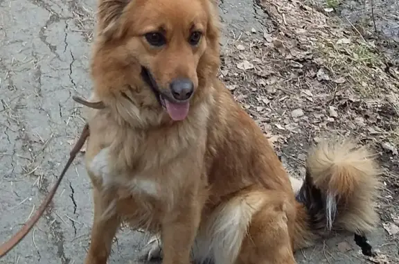 Пропала рыжая собака Ника в Шабровском поселке