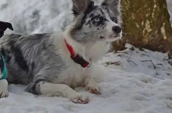 Пропала собака в Котельниках, Москва