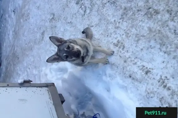 Найдена ухоженная собачка с ошейником на Московском шоссе, Самара