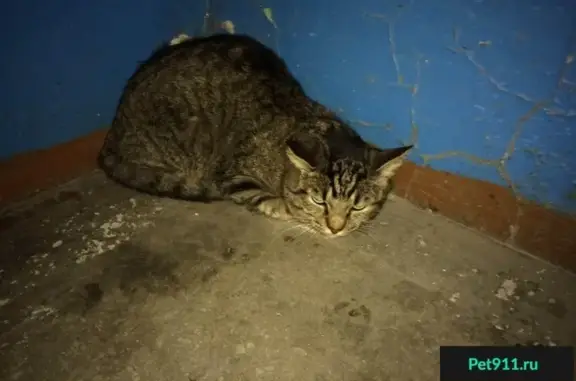 Найдена кошка в Ангарске 31.01.2017