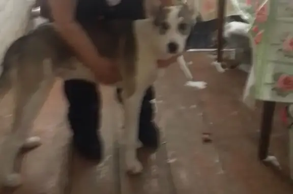 Найдена собака в селе Наумово, Алтайский край
