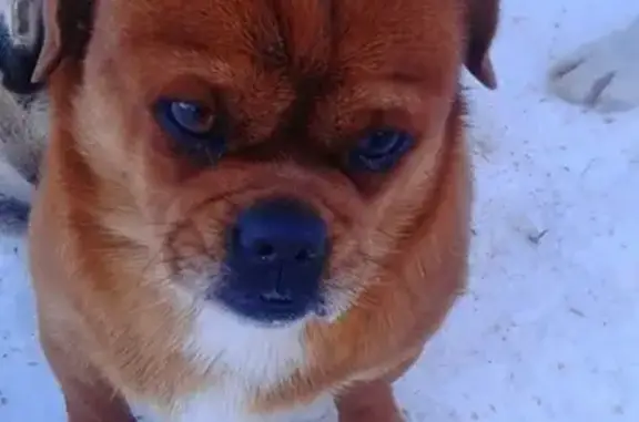 Найдена собака на Симферопольском ш. в Манушкино