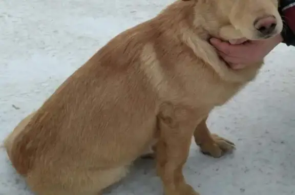Найден палевый пес-подросток в Ангарске (107 квартал)
