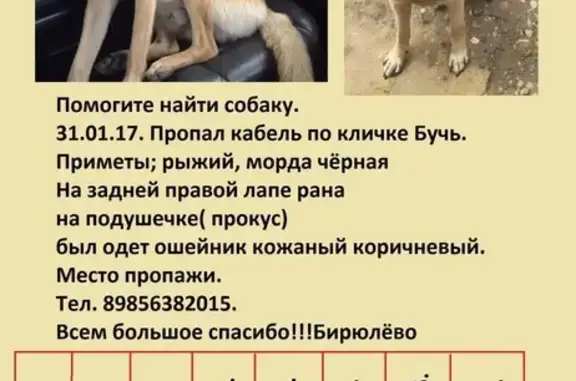 Пропала собака в Бирюлёво Западное, Москва