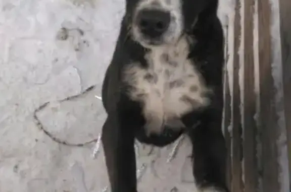 Найден пес в Омске, ищем хозяев.