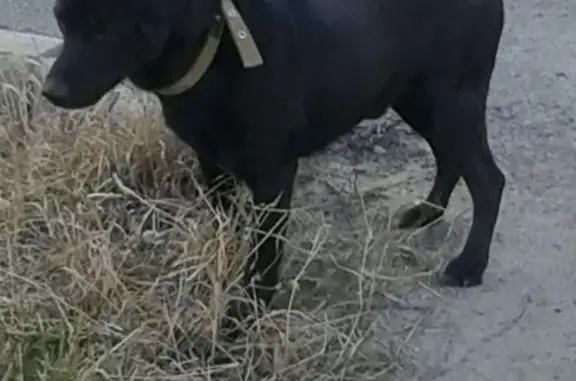 Найден черный пес с ошейником в Тюмени, ищем хозяина или новый дом.