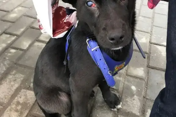 Найден щенок в метро на ст. Академика Янгеля, ищутся хозяева
