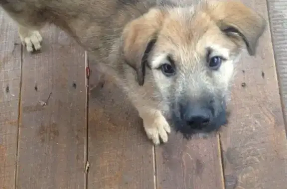 Найден щенок в Дровосеках, Московская область