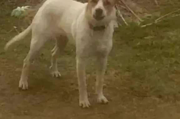 Собака найдена в Голицыно