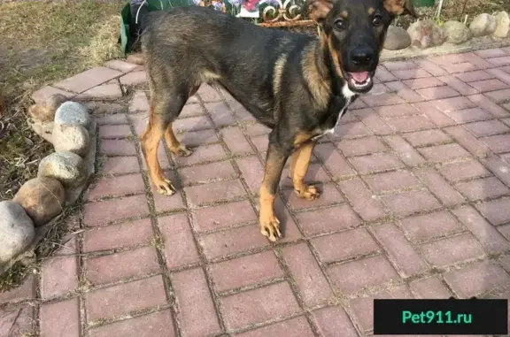 Найдена собака в Калуге, квартал Терепец