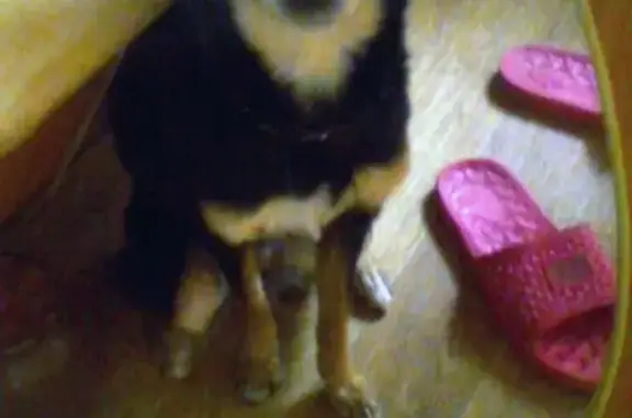 Собака найдена в Магнитогорске