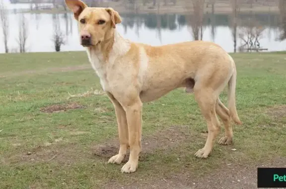 Найден пес-метис на водохранилище в Симферополе