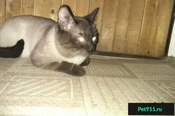 Найден сиамский кот на Краснопутиловской, 115