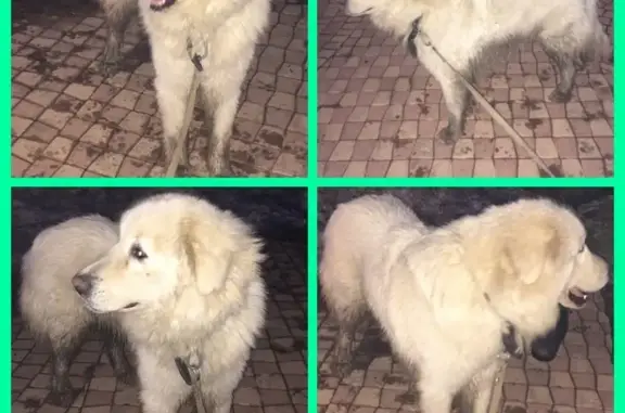 Найдена белая собака возле с. Семеновское, Московская область