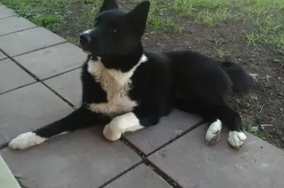 Пропала собака КРЫМ в Можайском районе, Московская область