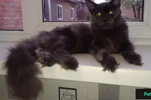 Пропал кот Мейн-кун в Бердске, вознаграждение за находку
