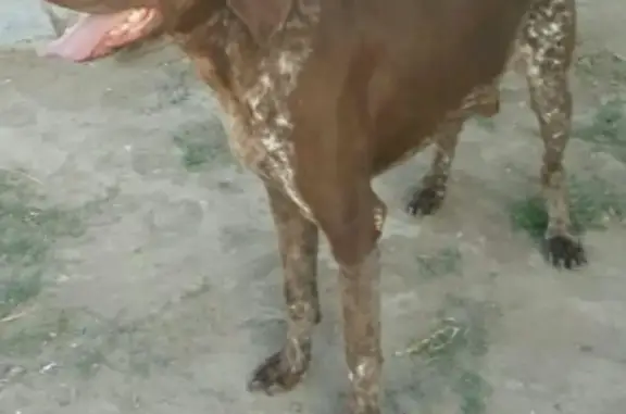 Пропала собака Никсон в Красноярском районе