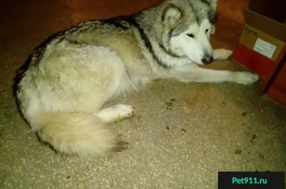 Найдена собака на улице Захаренко, Челябинск