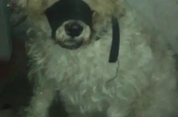 Найдена собака, Новокузнецк, фото: Найдена собака в Новокузнецке