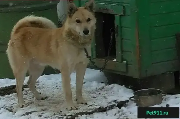 Собаки потеряшки, СНТ Энергетик, фото: Потеряшка собака в Ребровке