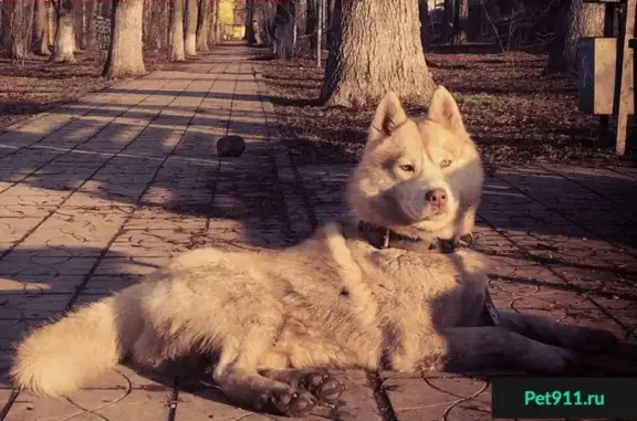 Пропала собака в п. Южный, Краснодарский край