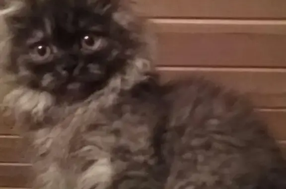 Кошки потеряшки, Красный Профинтерн, фото: Потерялась Кошечка, д. Васильевское