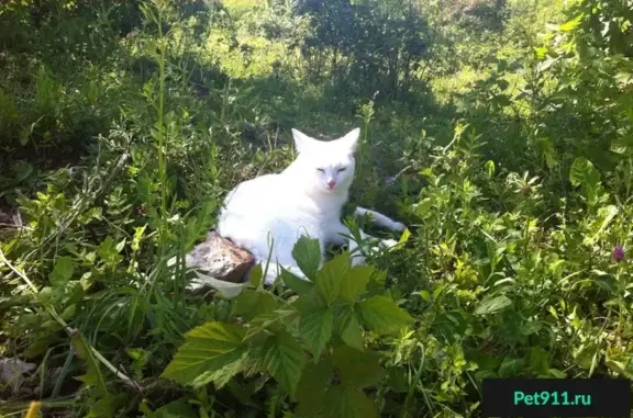 Пропал белый кот на Никольской ул. (Псков)