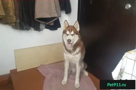 Пропала собака Плутон в Иванцево, Ивановская область!
