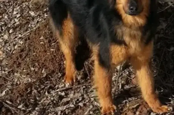 Пропала рыжая собака в Мега Химки