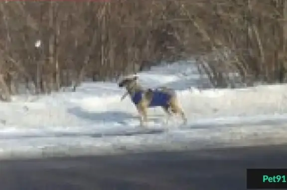 Пропала собака Вега в Домодедово