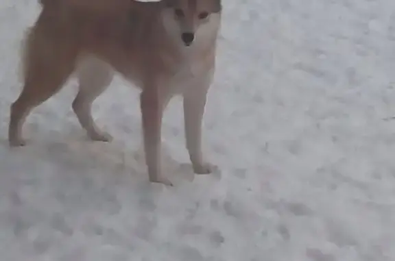 Пропала собака в поселке Акулово, Москва