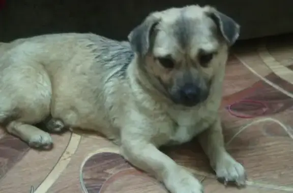 Найдена собака в Волжском пос. Погромное, Россия